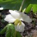Mayapple